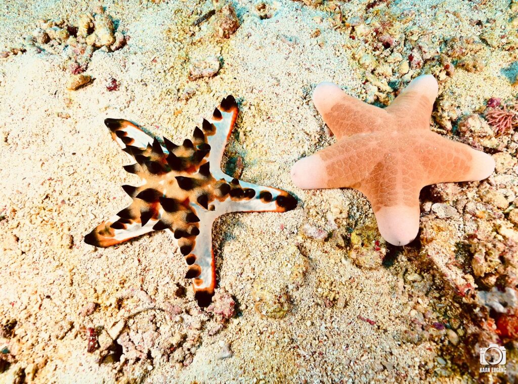 deephookdiscoveries_1760001892_3739489363269580468_76403447352