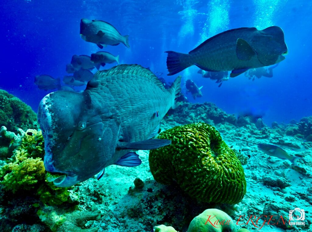 deephookdiscoveries_1760001892_3739489363277925405_76403447352