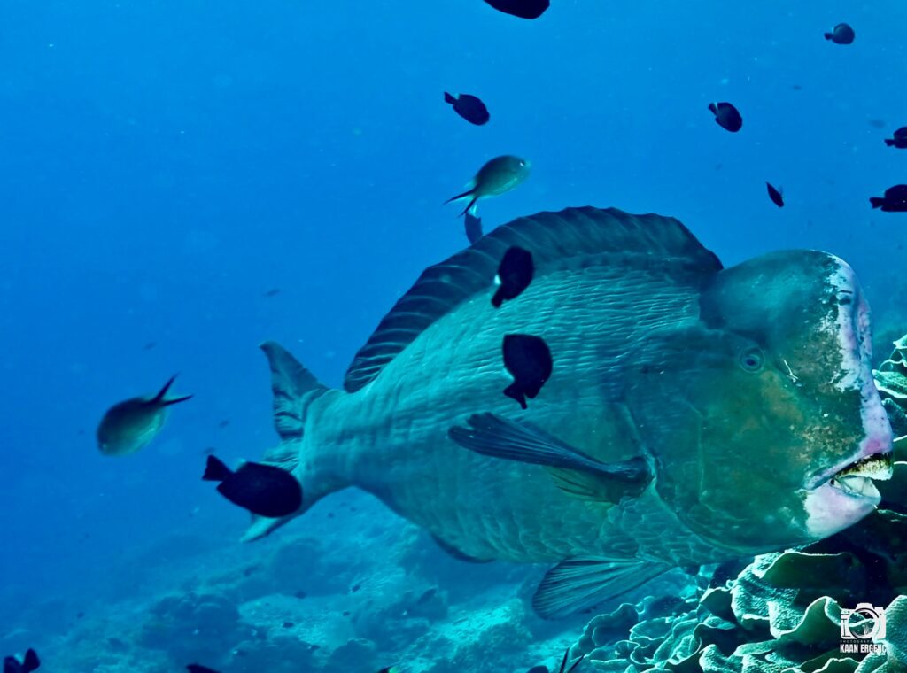 deephookdiscoveries_1760001892_3739489363277941087_76403447352