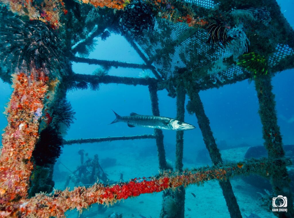 deephookdiscoveries_1760001892_3739489363286314808_76403447352