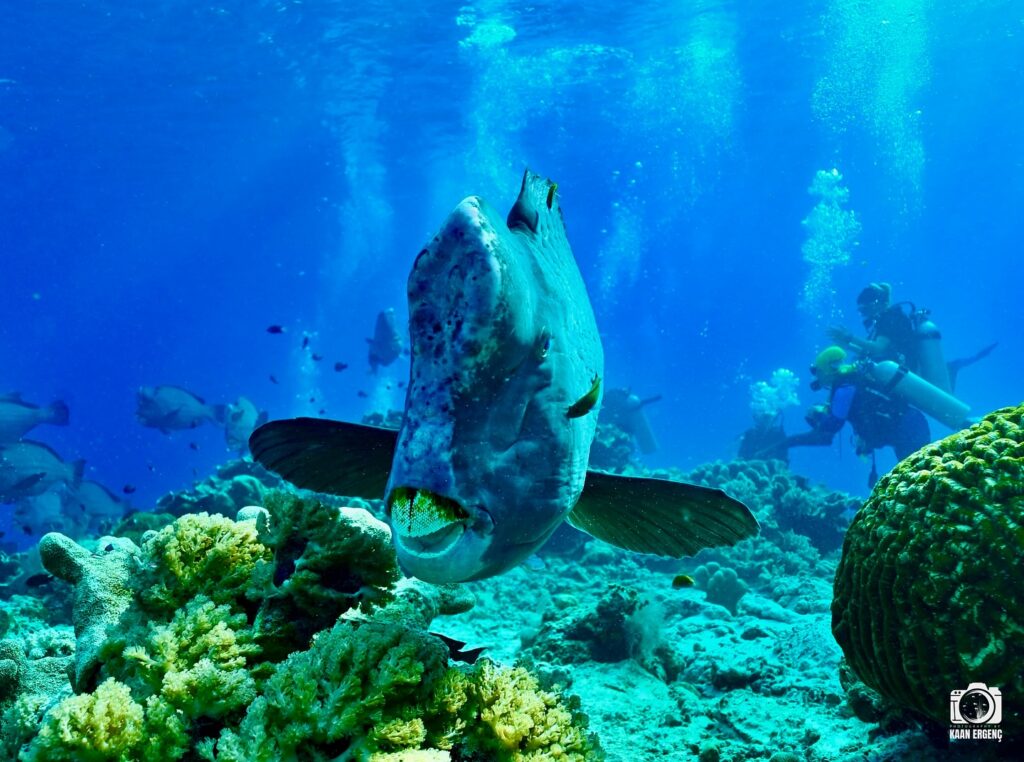 deephookdiscoveries_1760001892_3739489363286334564_76403447352