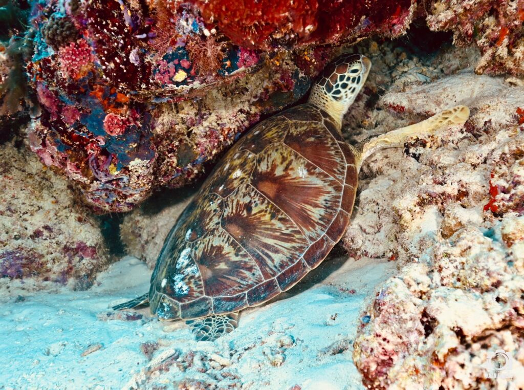 deephookdiscoveries_1760001892_3739489363294694907_76403447352