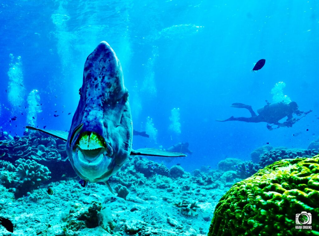 deephookdiscoveries_1760001892_3739489363294700966_76403447352