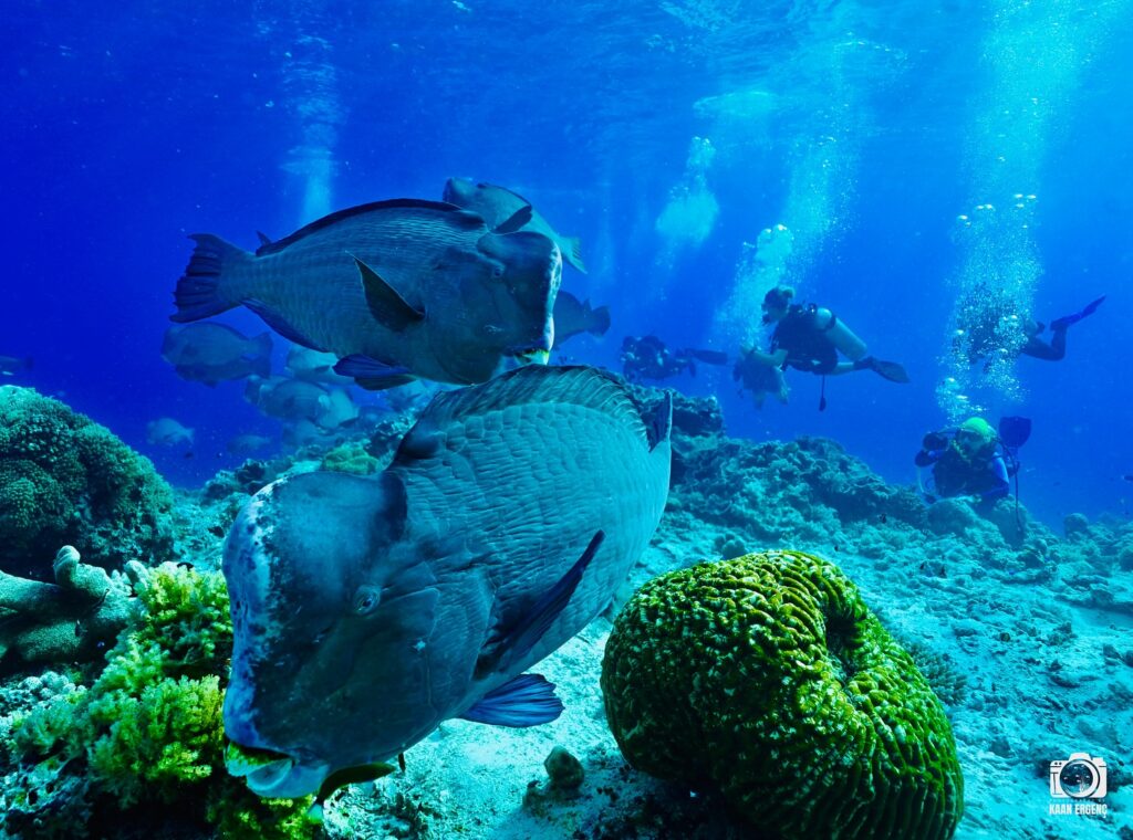 deephookdiscoveries_1760001892_3739489363294714640_76403447352