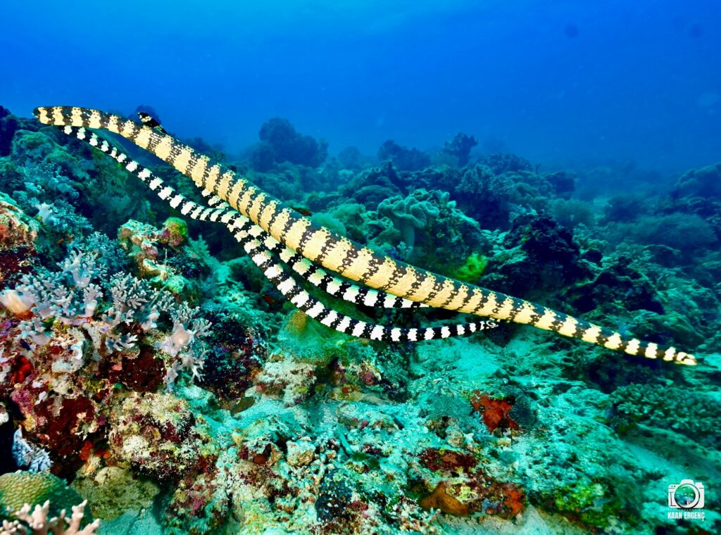 deephookdiscoveries_1760001892_3739489363303086657_76403447352