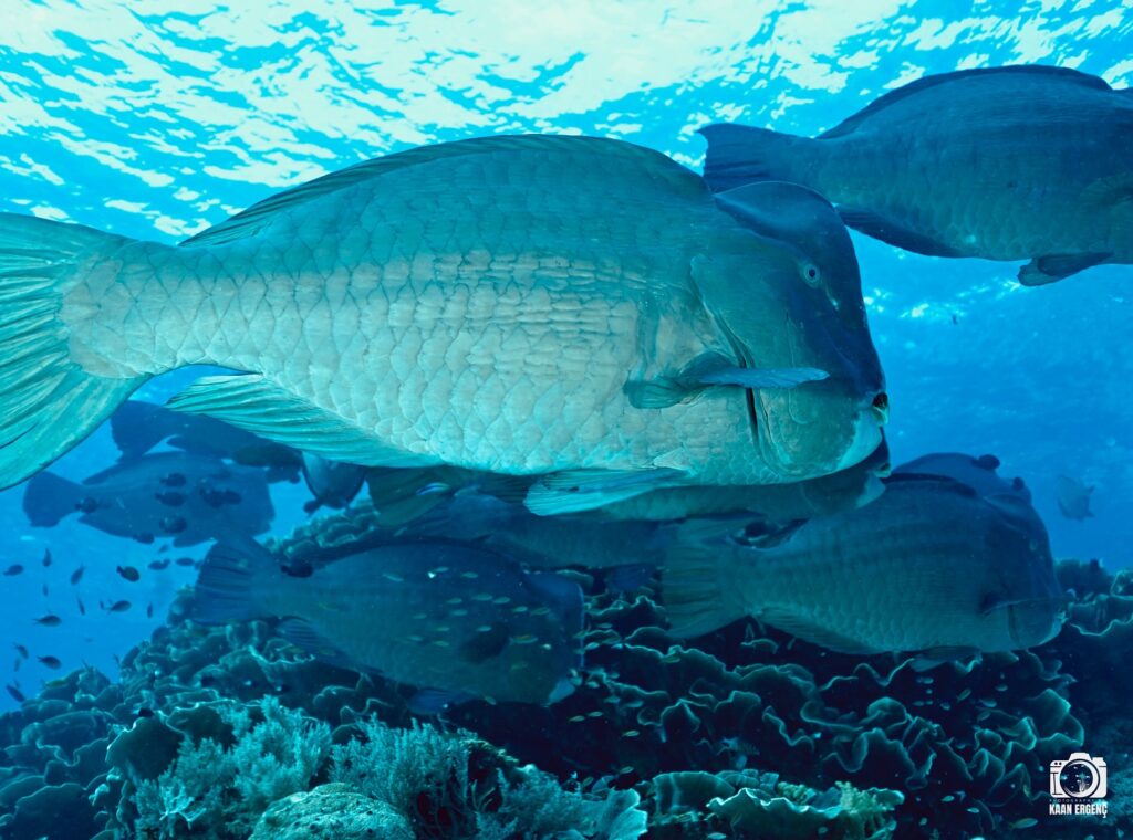 deephookdiscoveries_1760001892_3739489363303115242_76403447352