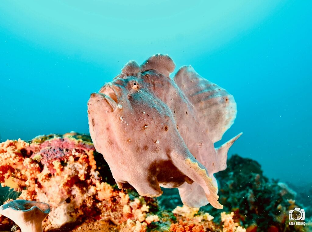 deephookdiscoveries_1760001892_3739489363798035356_76403447352