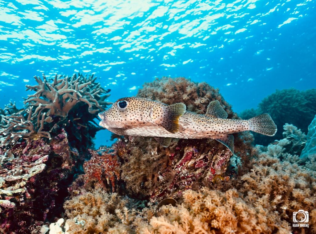 deephookdiscoveries_1760001892_3739489363798058153_76403447352