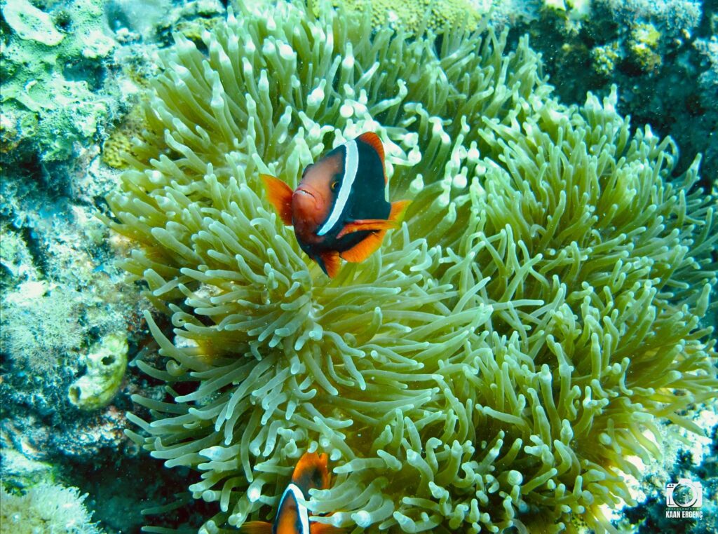 deephookdiscoveries_1761561921_3752575837107917408_76403447352