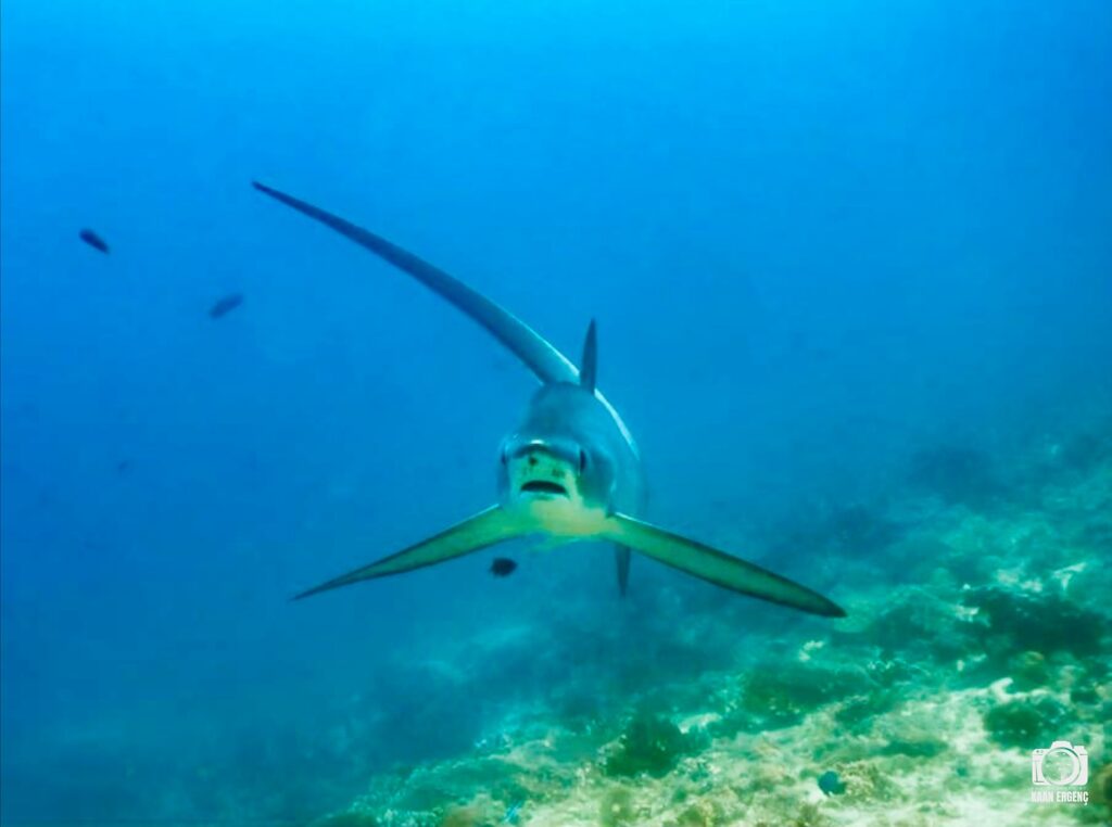 deephookdiscoveries_1761561921_3752575837116333131_76403447352