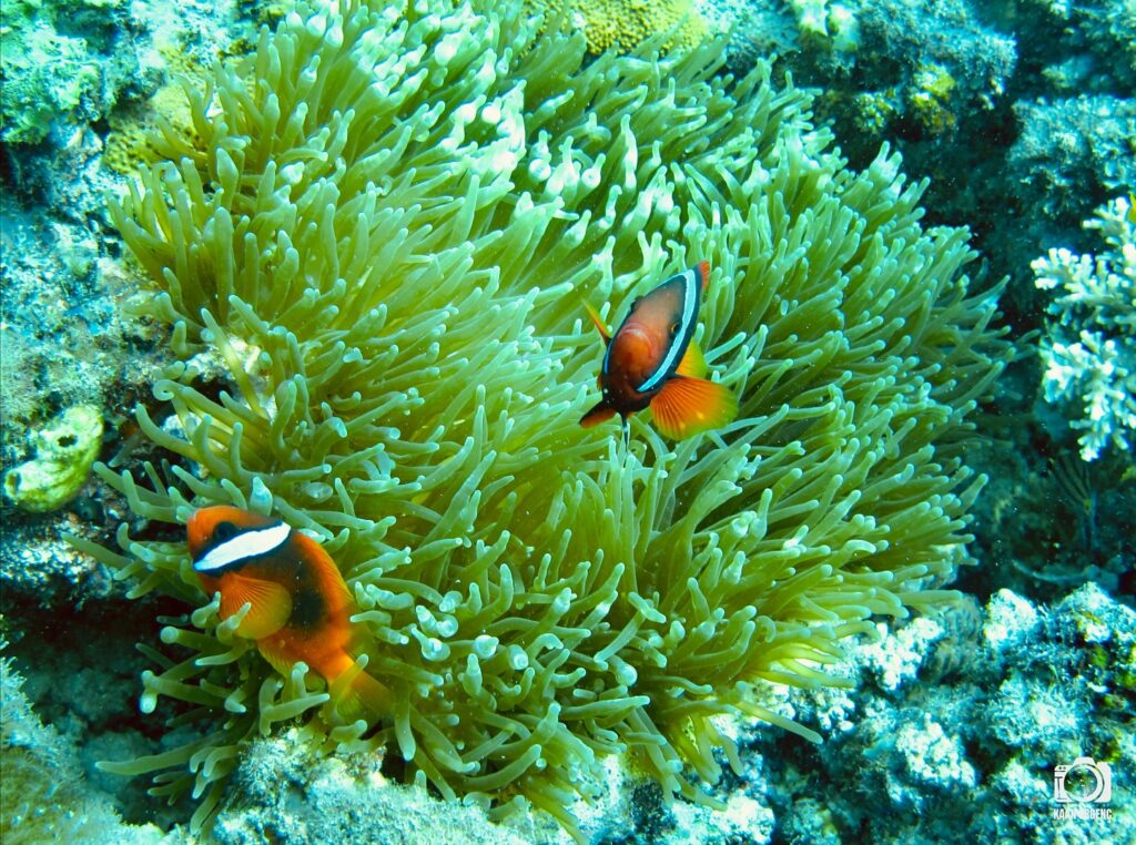 deephookdiscoveries_1761561921_3752575837116342820_76403447352