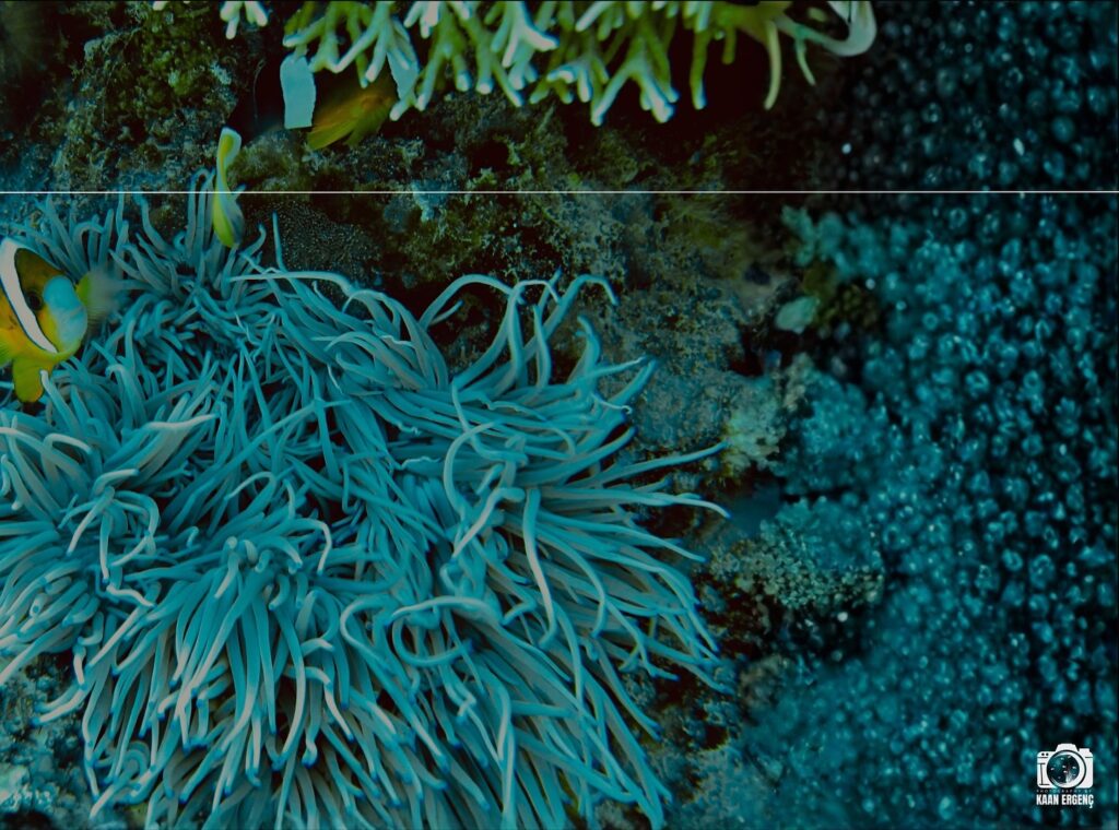 deephookdiscoveries_1761561921_3752575837124740847_76403447352