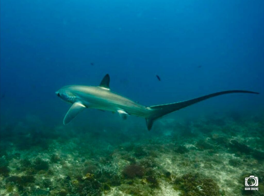 deephookdiscoveries_1761561921_3752575837124744028_76403447352