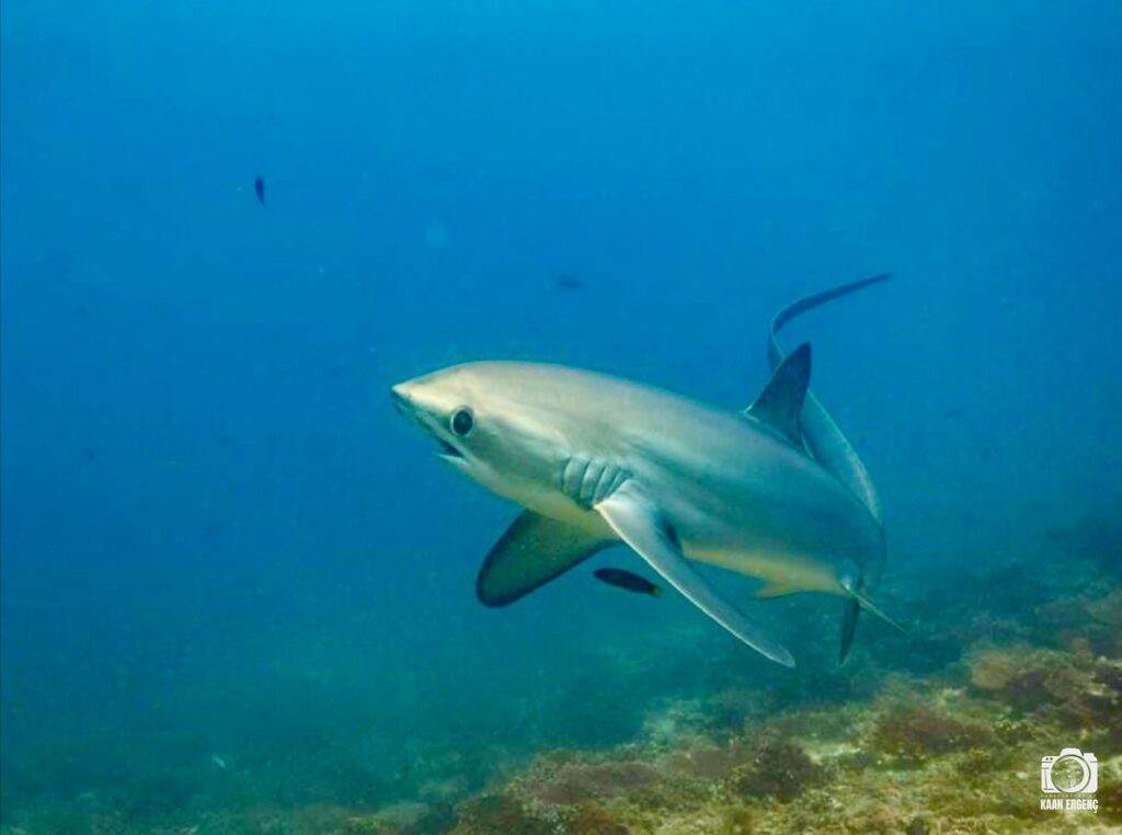 deephookdiscoveries_1761561921_3752575837384798409_76403447352