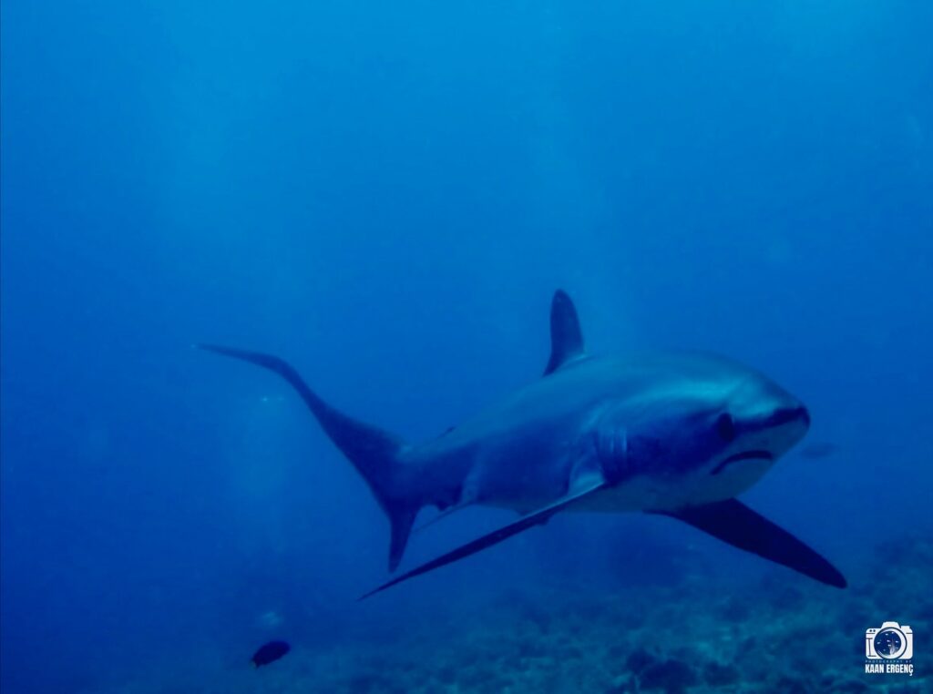 deephookdiscoveries_1761561921_3752575837401555002_76403447352