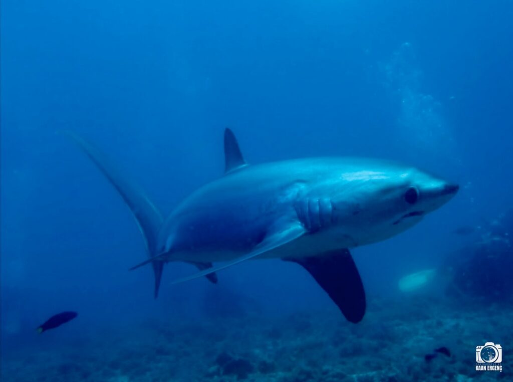 deephookdiscoveries_1761561921_3752575837753858992_76403447352