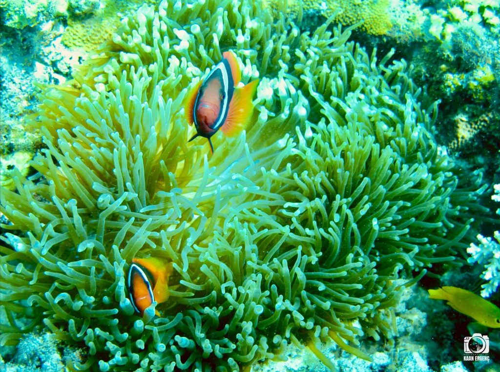 deephookdiscoveries_1761561921_3752575837854509097_76403447352