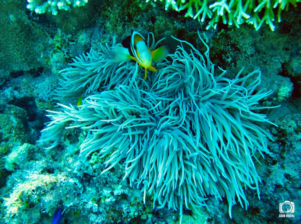 deephookdiscoveries_1761562047_3752576892772343607_76403447352