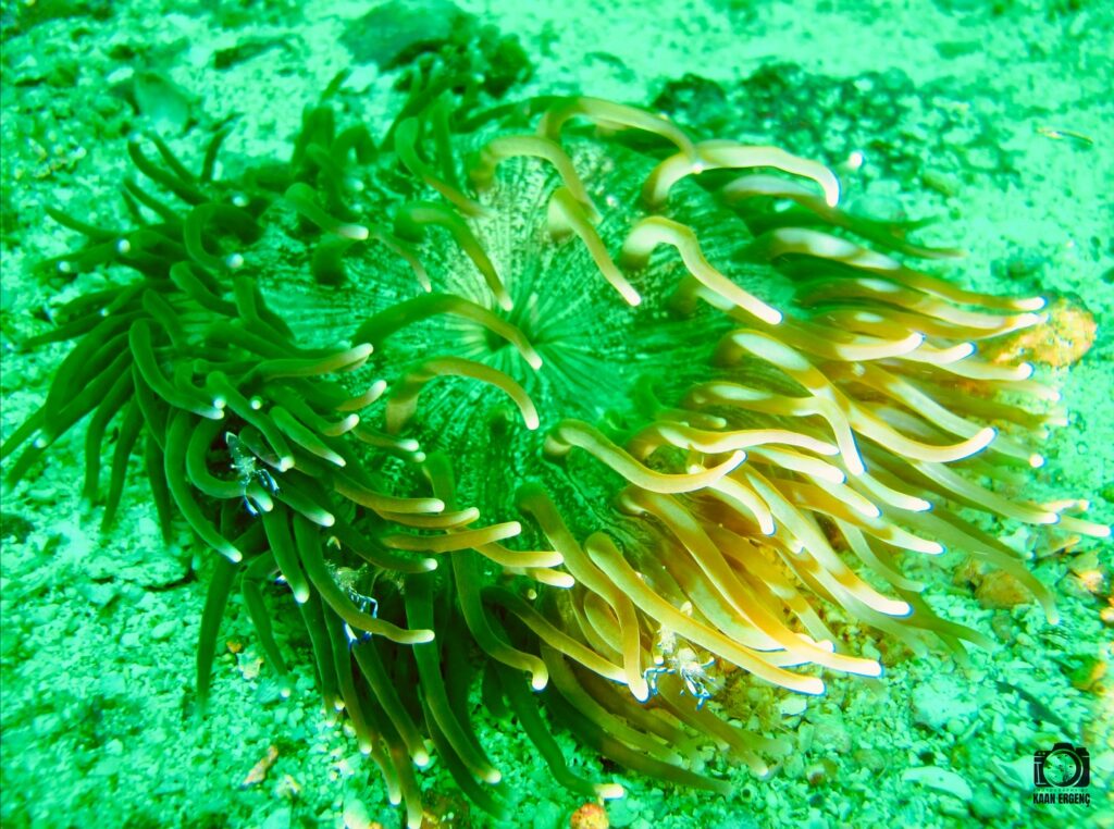 deephookdiscoveries_1761562047_3752576892780680186_76403447352