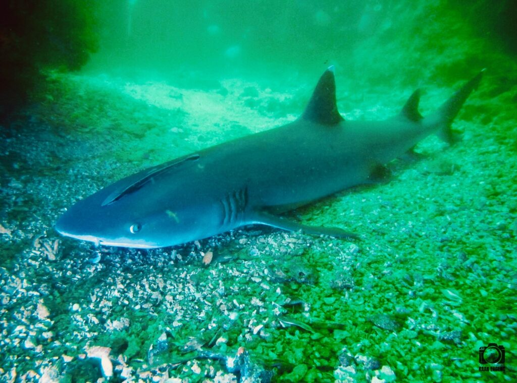 deephookdiscoveries_1761562047_3752576892780684639_76403447352