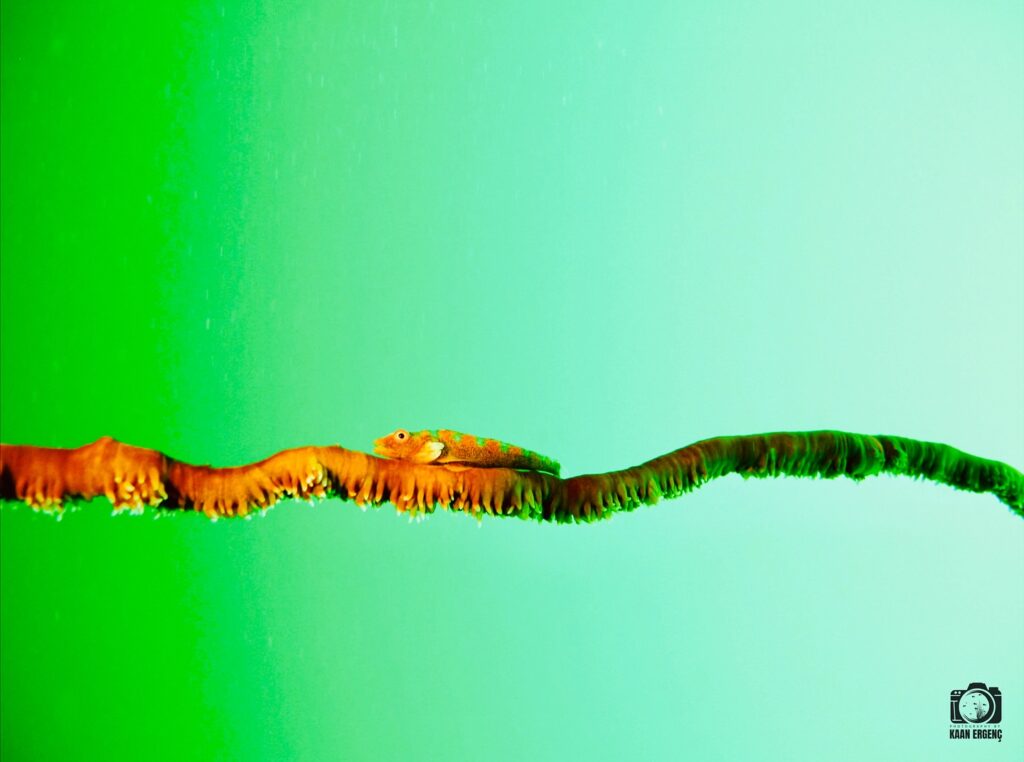 deephookdiscoveries_1761562047_3752576892780714576_76403447352