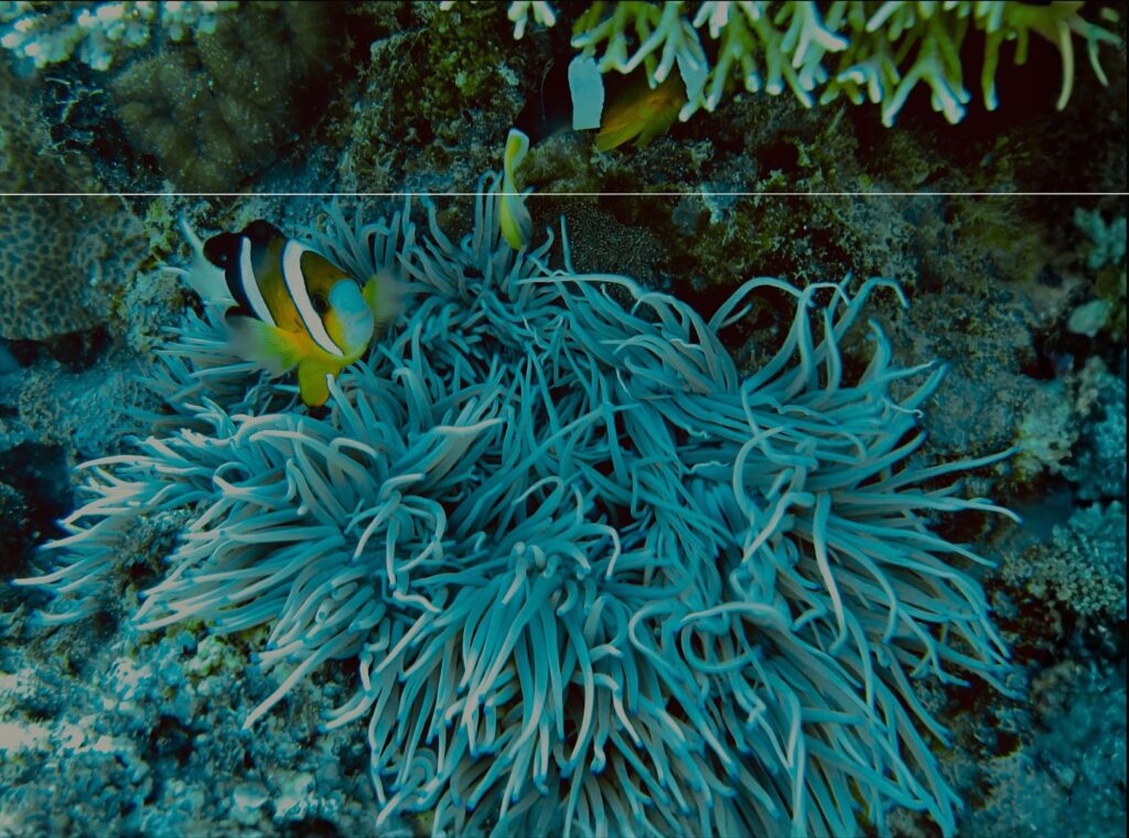 deephookdiscoveries_1761562047_3752576892780727882_76403447352