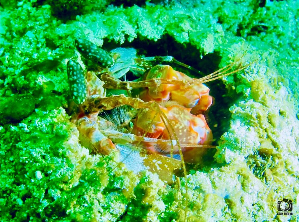 deephookdiscoveries_1761562047_3752576892780732126_76403447352