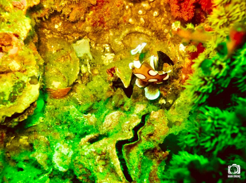 deephookdiscoveries_1761562047_3752576893510533727_76403447352