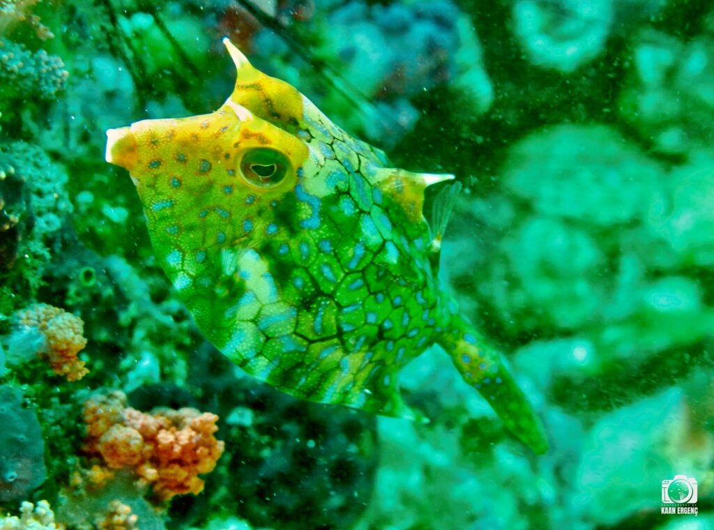 deephookdiscoveries_1761562132_3752577609947991653_76403447352