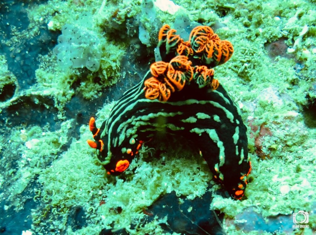 deephookdiscoveries_1761562132_3752577609947995271_76403447352