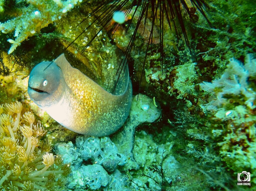 deephookdiscoveries_1761562132_3752577609947998024_76403447352