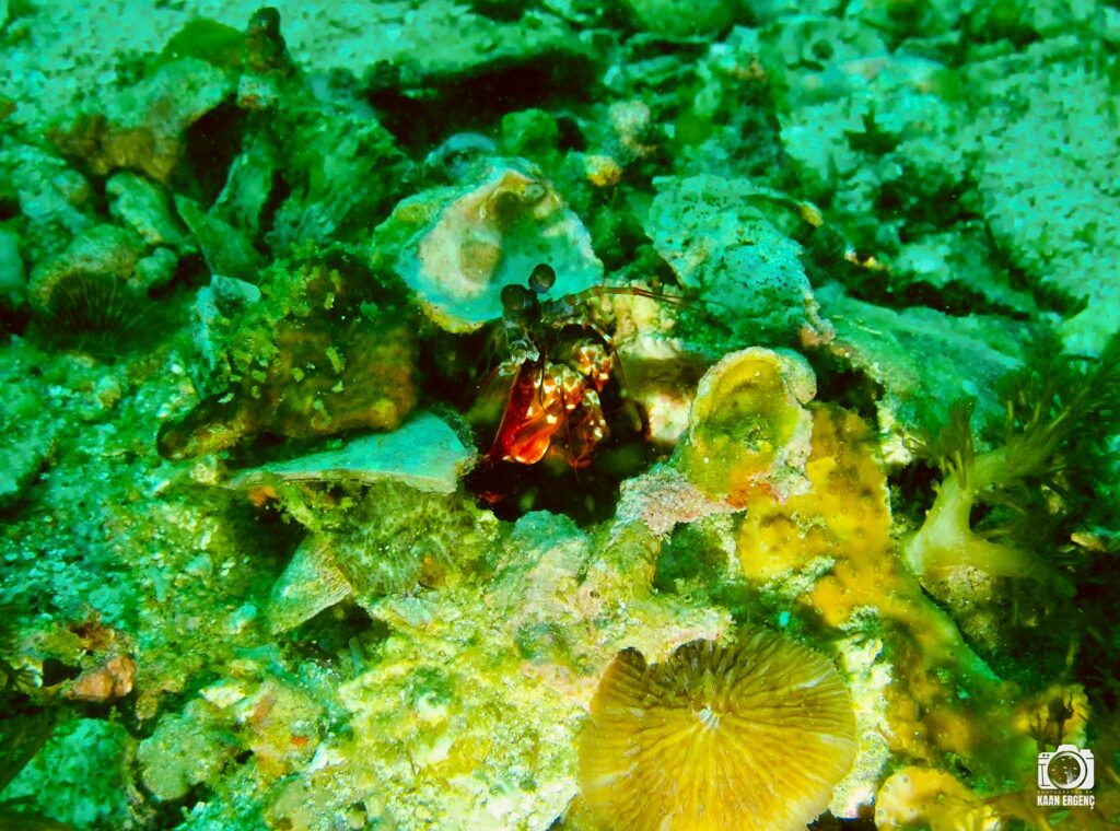 deephookdiscoveries_1761562132_3752577609956356023_76403447352