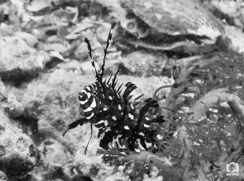 deephookdiscoveries_1761562132_3752577609964716562_76403447352