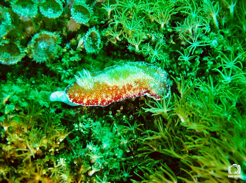 deephookdiscoveries_1761562132_3752577609964718544_76403447352