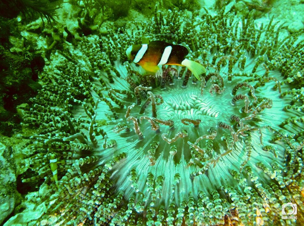 deephookdiscoveries_1761562132_3752577610879130804_76403447352