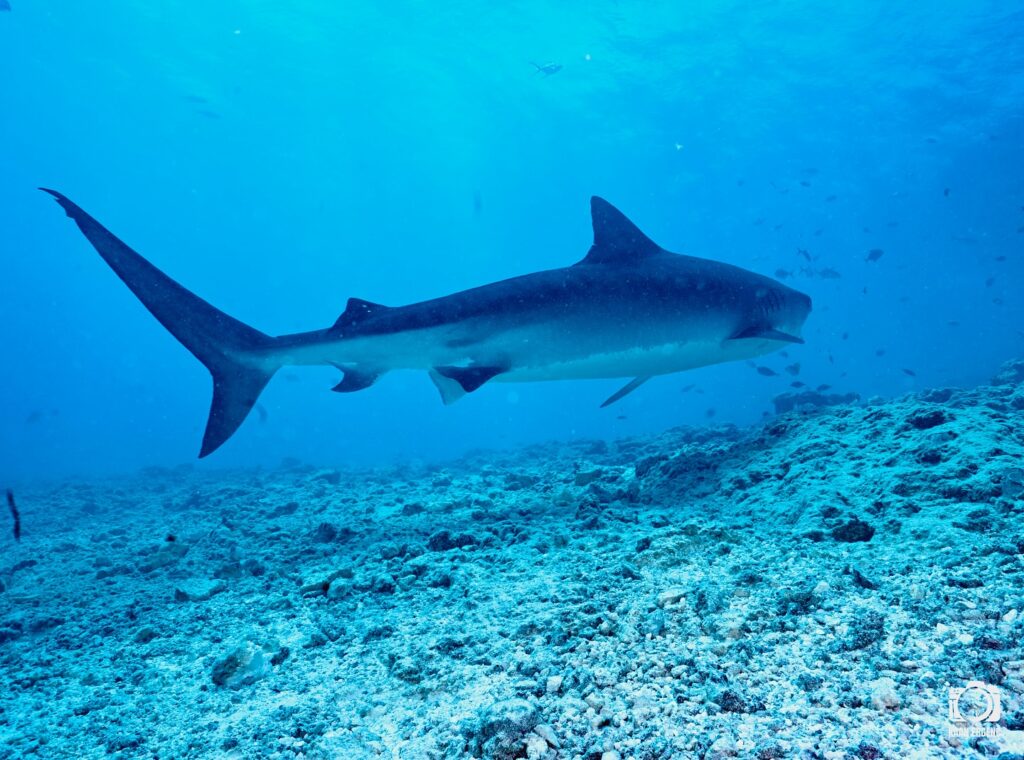 deephookdiscoveries_1763030301_3764893499964026186_76403447352