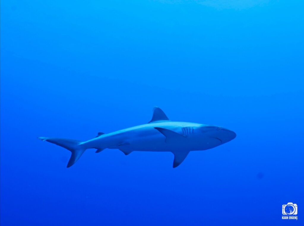 deephookdiscoveries_1763030301_3764893499972395258_76403447352