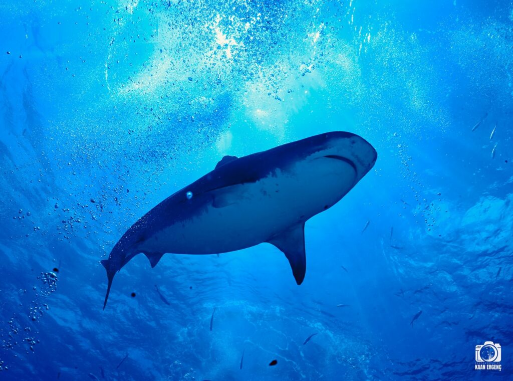 deephookdiscoveries_1763030301_3764893499972416919_76403447352