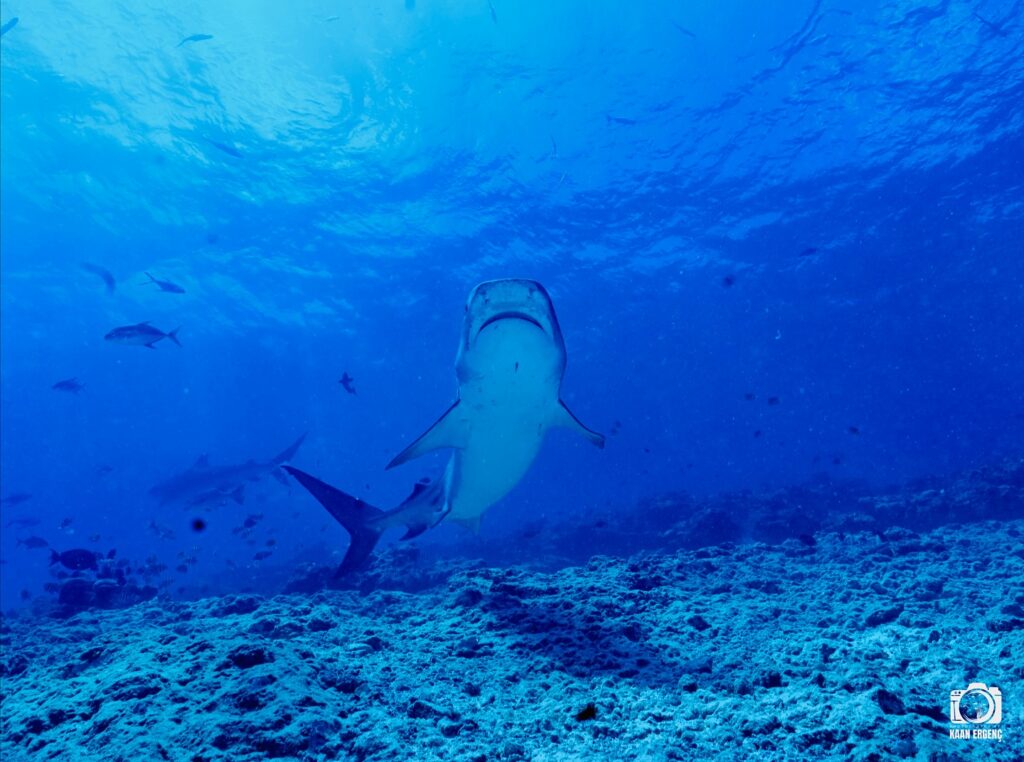 deephookdiscoveries_1763030301_3764893499972429052_76403447352