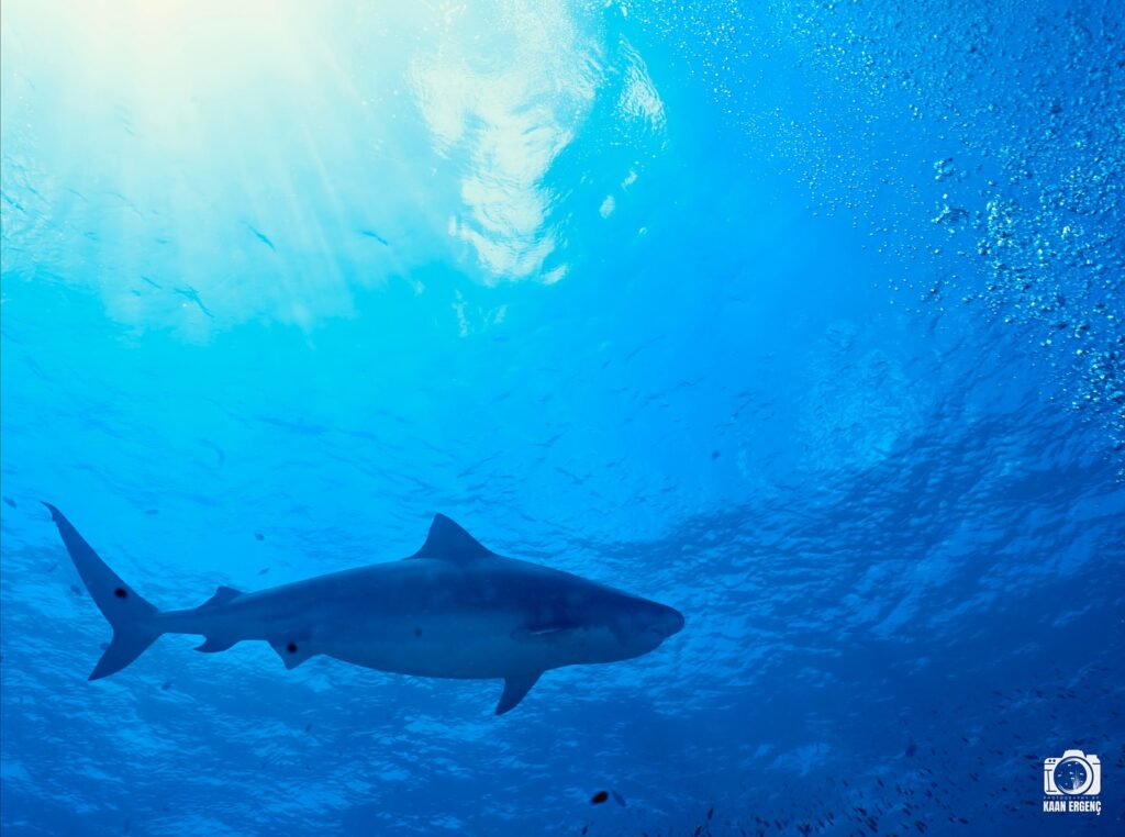 deephookdiscoveries_1763030301_3764893499980778794_76403447352