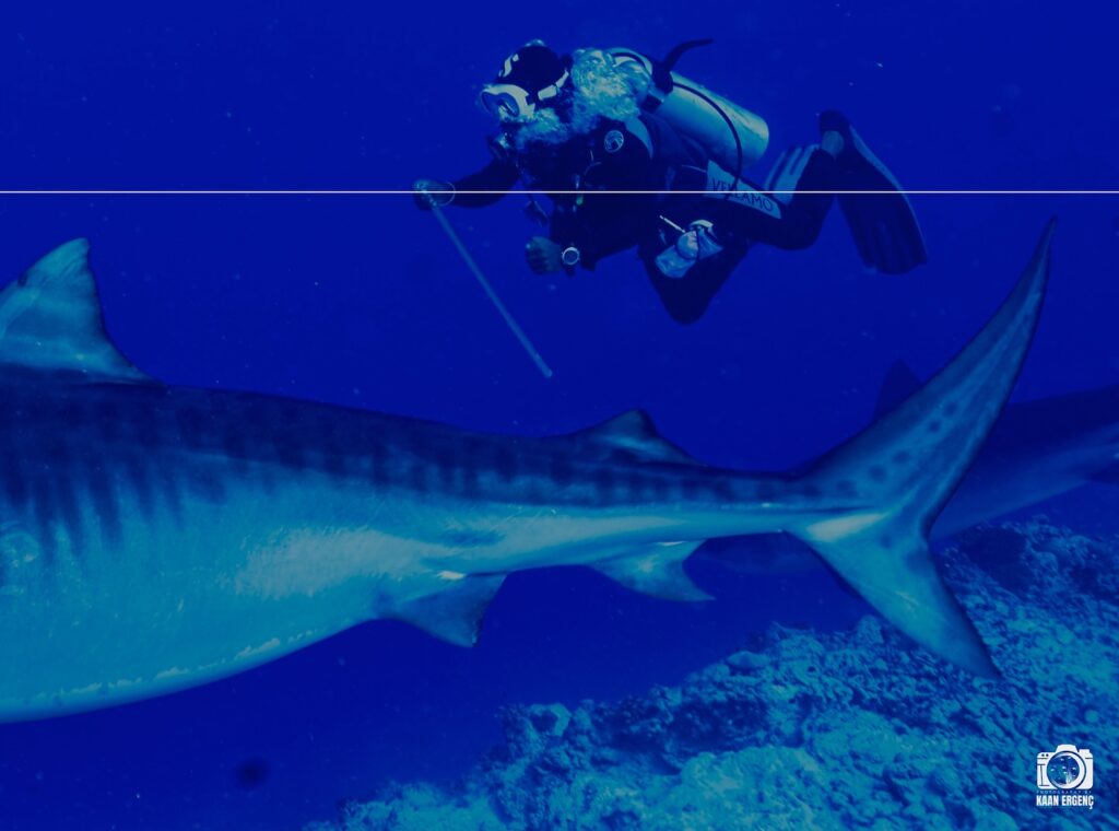 deephookdiscoveries_1763030301_3764893499980826140_76403447352