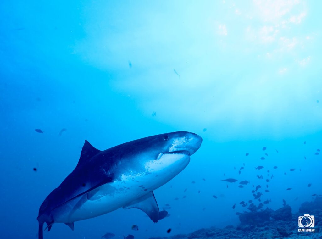 deephookdiscoveries_1763030301_3764893499997592801_76403447352