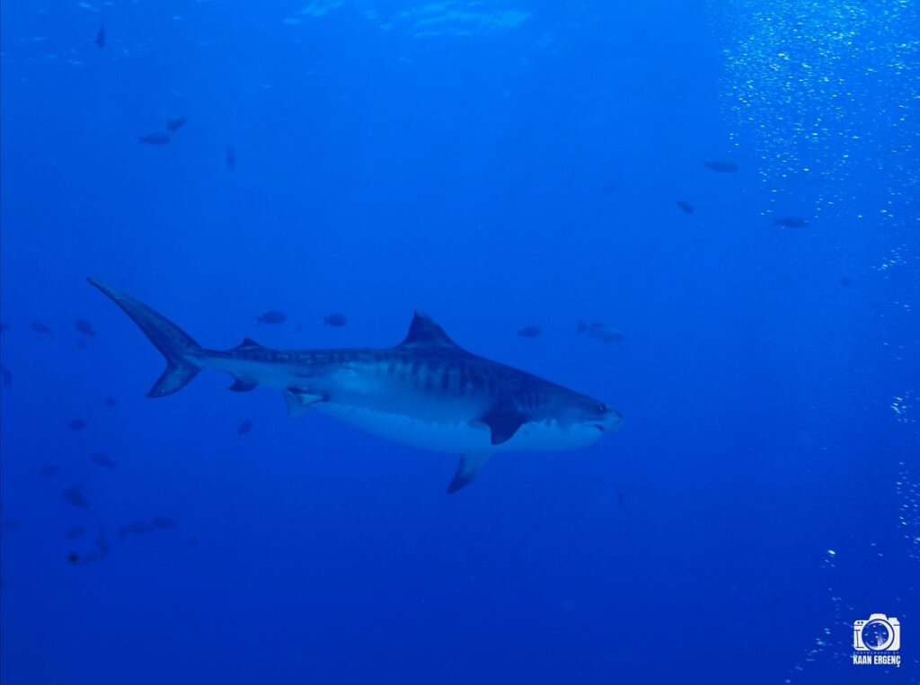 deephookdiscoveries_1763030301_3764893500702242612_76403447352