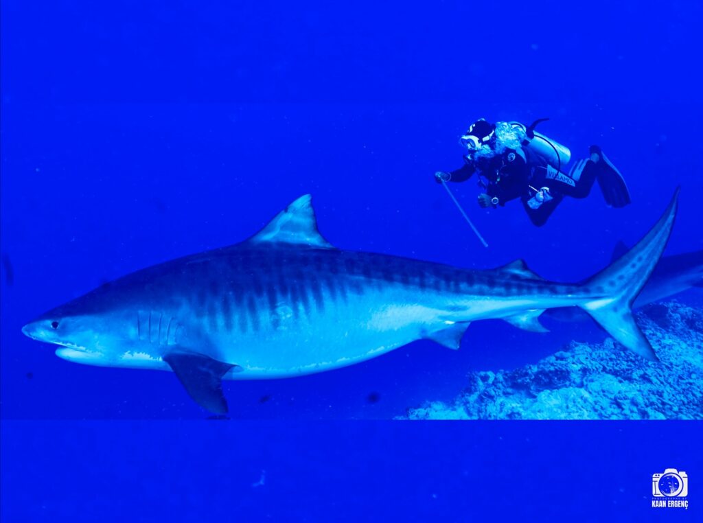 deephookdiscoveries_1763030301_3764893500760973039_76403447352