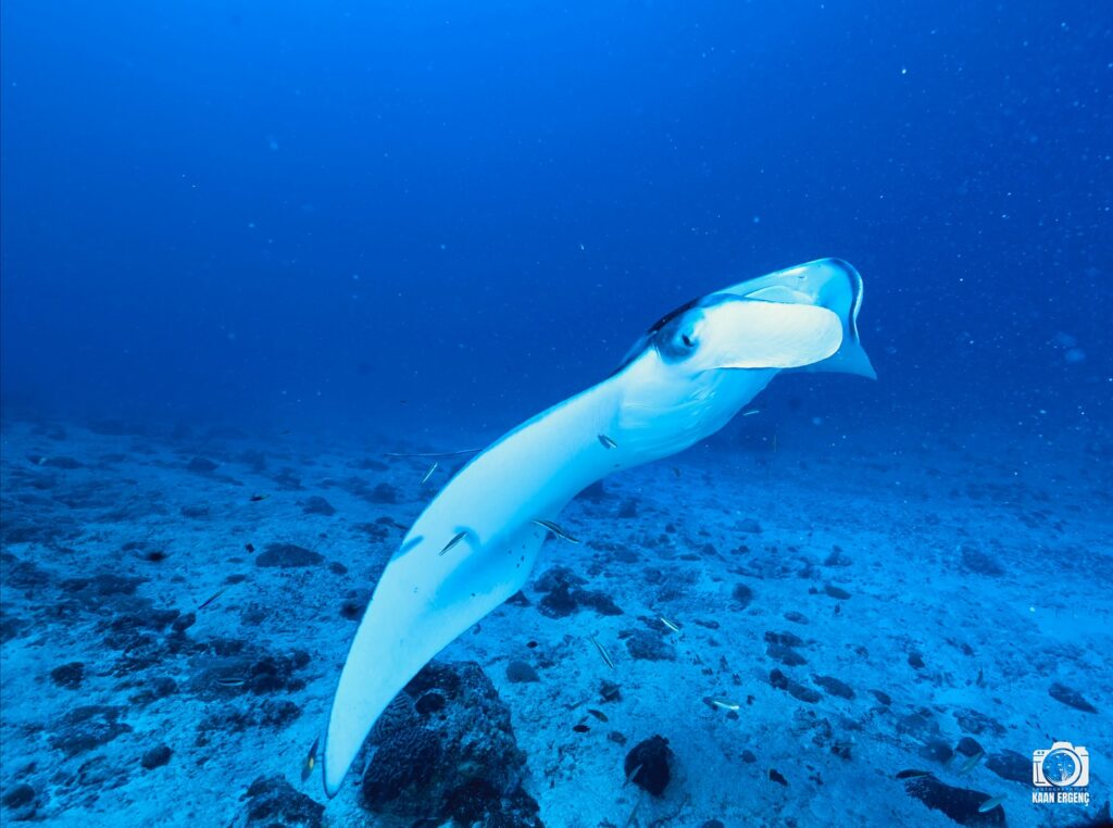 deephookdiscoveries_1763031020_3764899531104733462_76403447352