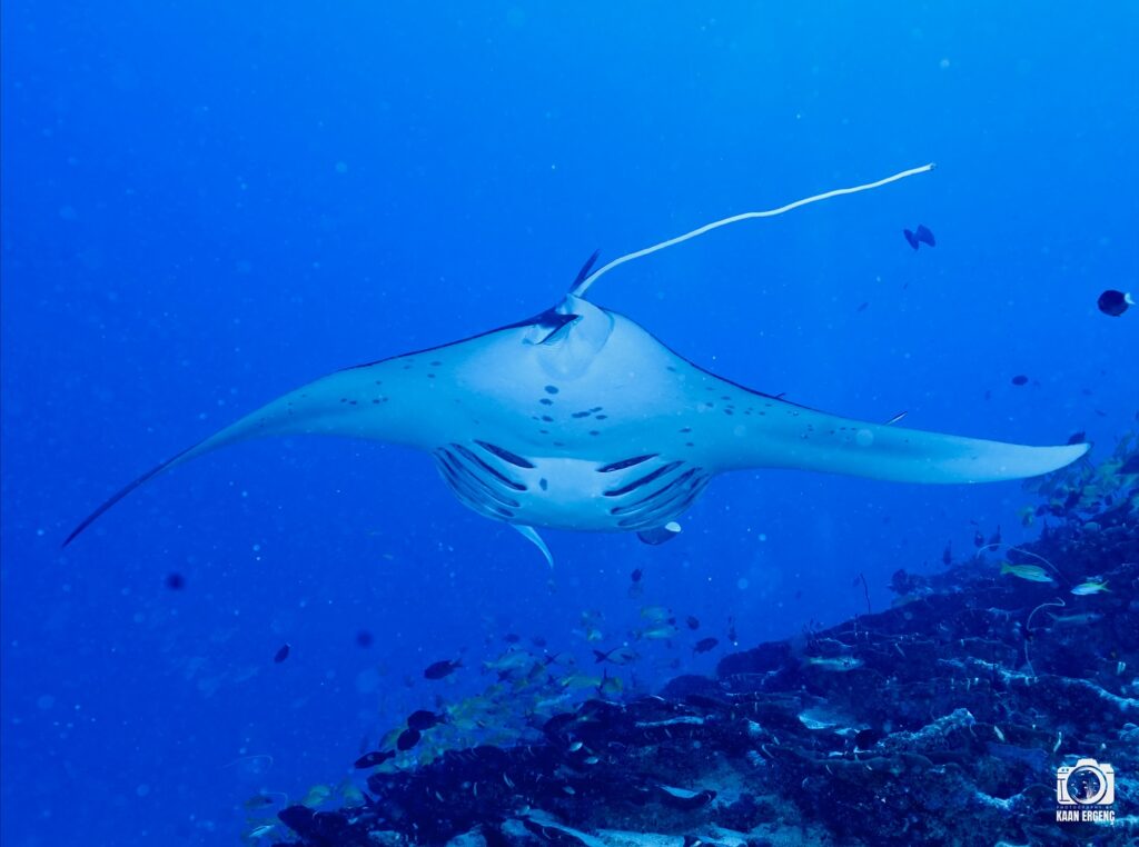 deephookdiscoveries_1763031020_3764899531121505898_76403447352