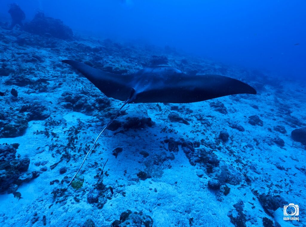 deephookdiscoveries_1763031020_3764899531121550234_76403447352