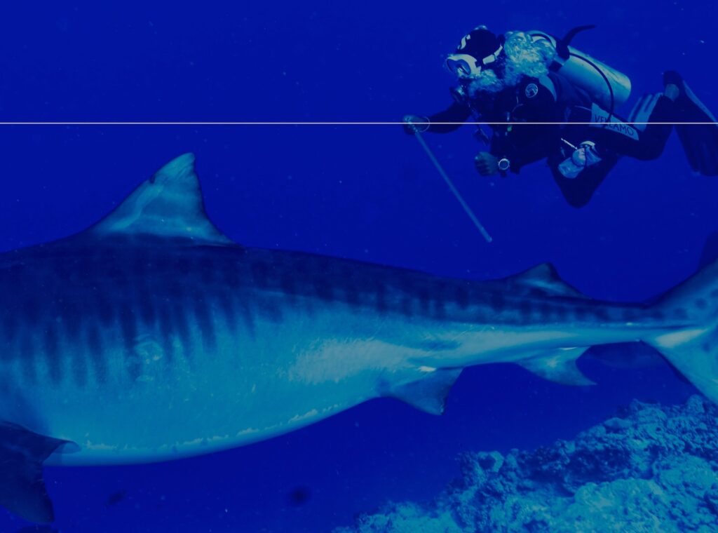 deephookdiscoveries_1763031020_3764899531423513221_76403447352