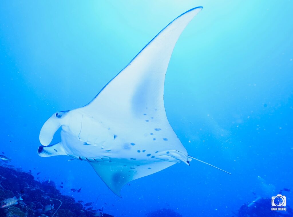 deephookdiscoveries_1763031020_3764899531448656131_76403447352