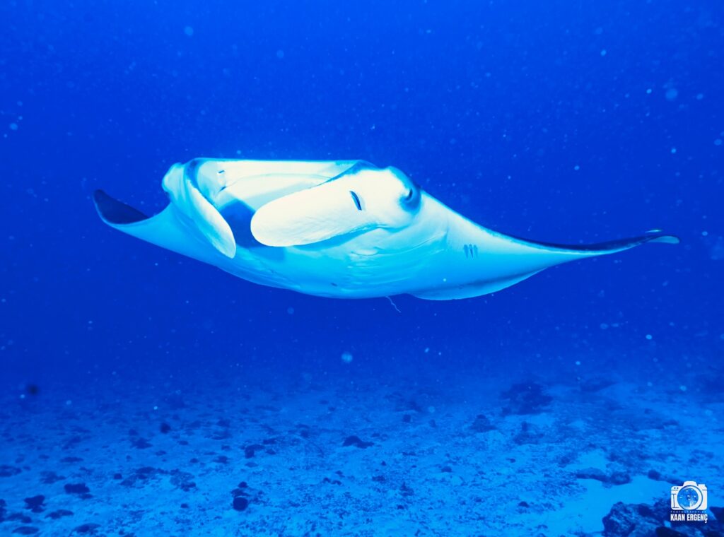 deephookdiscoveries_1763031020_3764899531515796965_76403447352